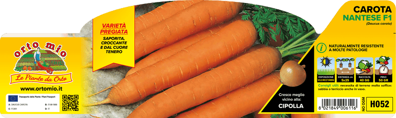 Pianta di carota nantese var. allyance f1 in 12 piante in pack – Orto Mio Forlì