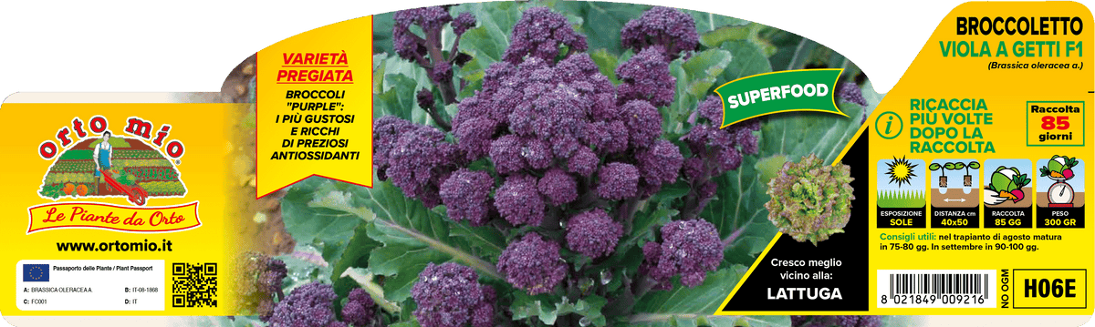 Broccoletto Viola a getti F1 - 85 giorni
