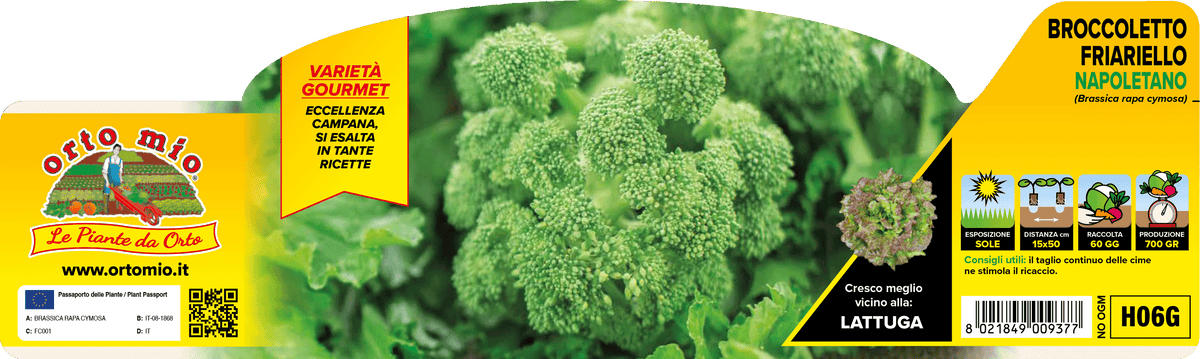 Broccoletto Friariello Napoletano - Pianta Pronta Trapianto