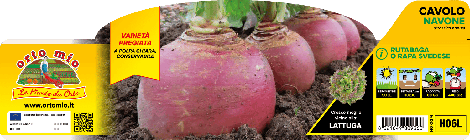 Pianta di Cavolo Navone o Rutabaga - Orto Mio - Pronta al Trapianto