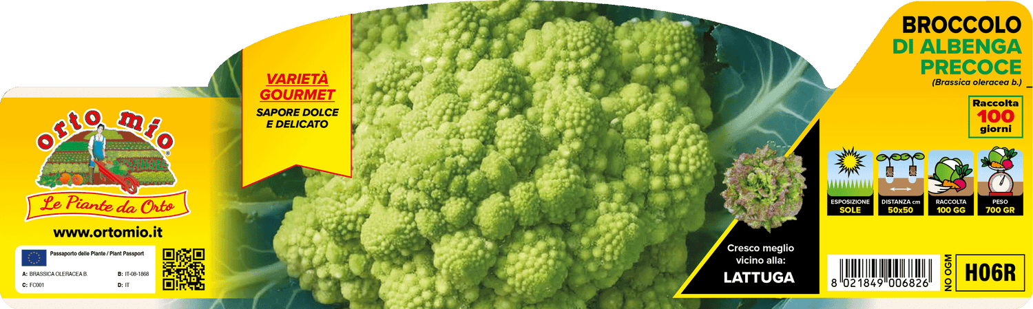 Broccolo di Albenga - 100 Giorni