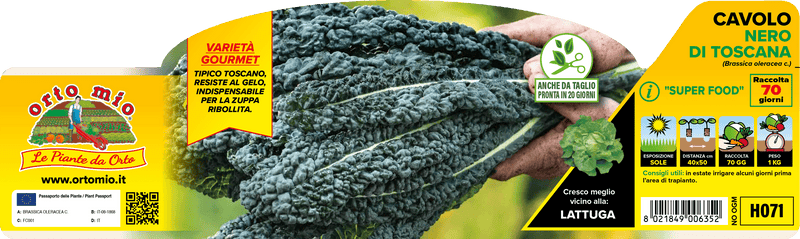 Pianta di cavolo nero di toscana in 6 piante in pack – Orto Mio Forlì