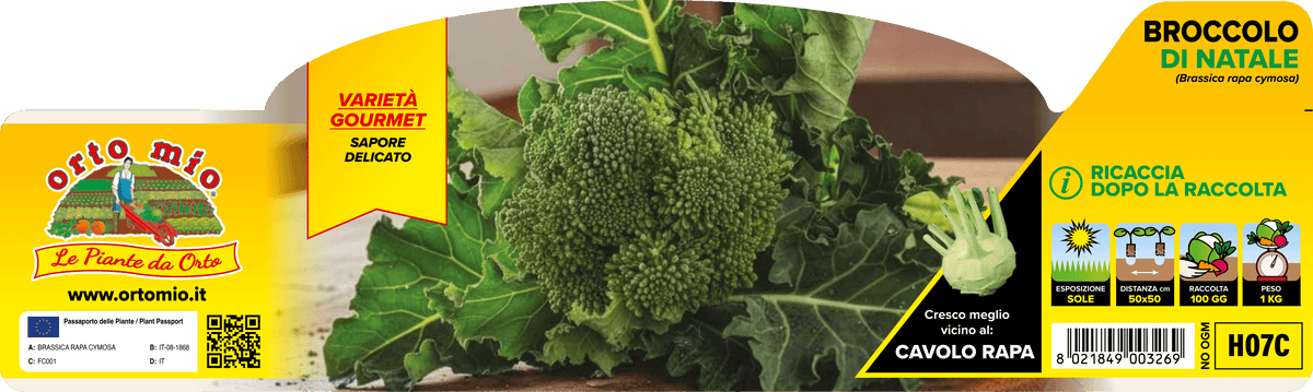 Broccolo di Natale - 90 Giorni