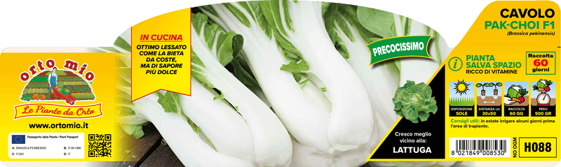 Pianta di asiatico pak-choi - 60 giorni in 6 piante in pack – Orto Mio Forlì