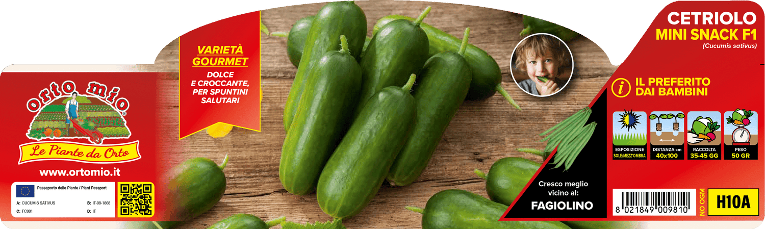 Pianta di Cetriolo Snack var. Espadana F1 - Orto Mio - Pronta al Trapianto