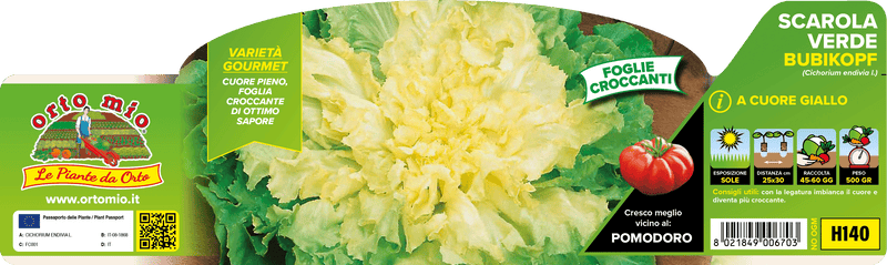 Pianta di verde bubikopf var. kethel in 9 piante in cubetto – Orto Mio Forlì