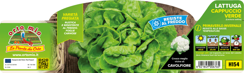 Pianta di cappuccio verde (primaverile - invernale) var. spencer in 9 piante in cubetto – Orto Mio Forlì