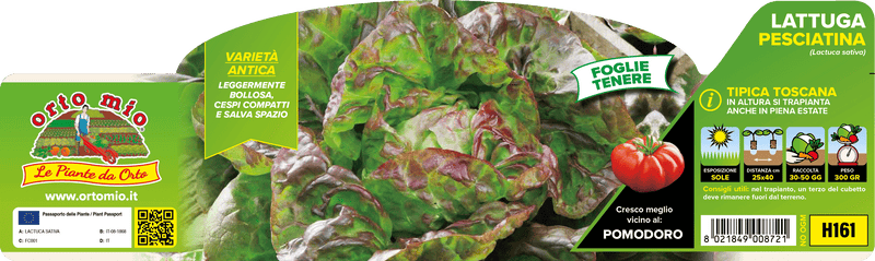 Pianta di pesciatina in 9 piante in cubetto – Orto Mio Forlì