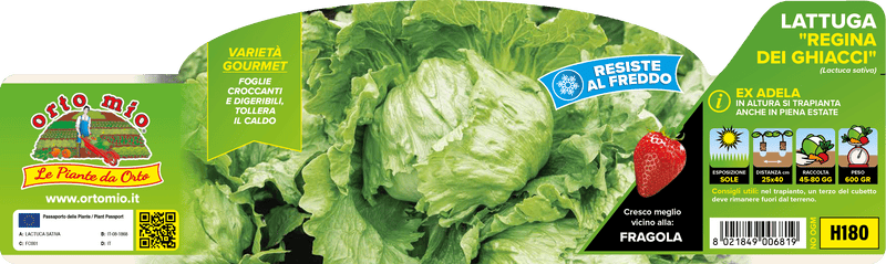 Pianta di regina dei ghiacci var. saladyn in 9 piante in cubetto – Orto Mio Forlì