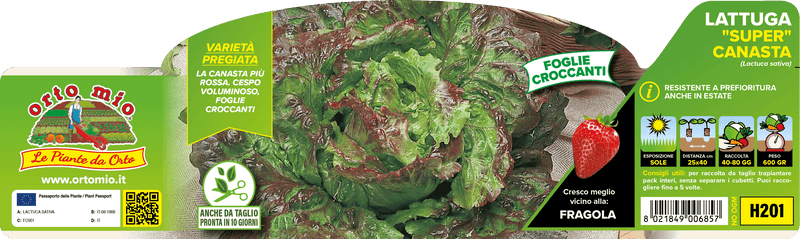 Pianta di super canasta var. novelsky- magenta in 9 piante in cubetto – Orto Mio Forlì