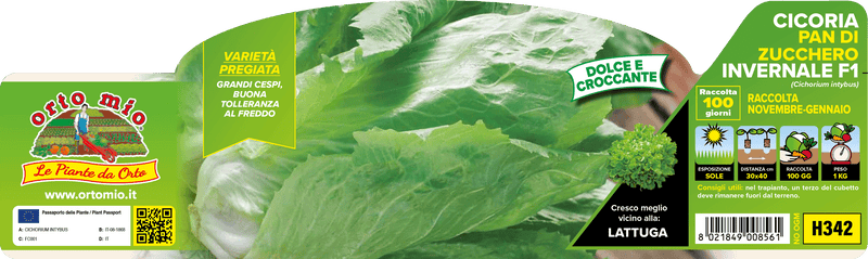 Pianta di autunno-invernale var. aries f1 (100 giorni) in 9 piante in cubetto – Orto Mio Forlì