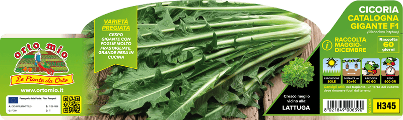 Pianta di gigante var. katrina f1 (60 giorni) in 9 piante in cubetto – Orto Mio Forlì