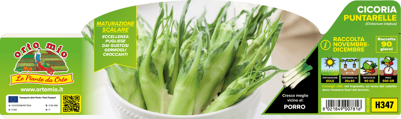 Pianta di puntarelle (90 giorni) in 9 piante in cubetto – Orto Mio Forlì