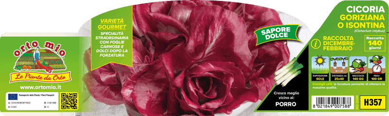 Pianta di goriziana o rosa isontina (140 giorni) in 9 piante in cubetto – Orto Mio Forlì