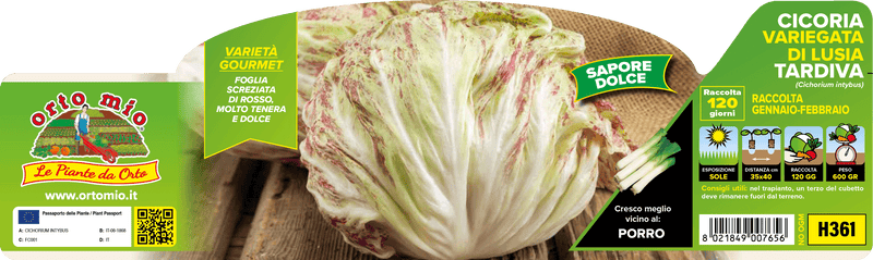 Pianta di autunno-invernale lusia tardivo (80-120 giorni) in 9 piante in cubetto – Orto Mio Forlì