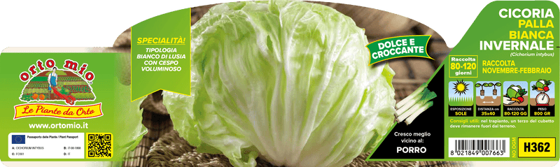 Pianta di palla bianca invernale (80-120 giorni) in 9 piante in cubetto – Orto Mio Forlì