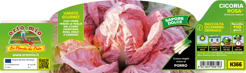 Pianta di rosa var. monterosa (110 giorni) in 9 piante in cubetto – Orto Mio Forlì