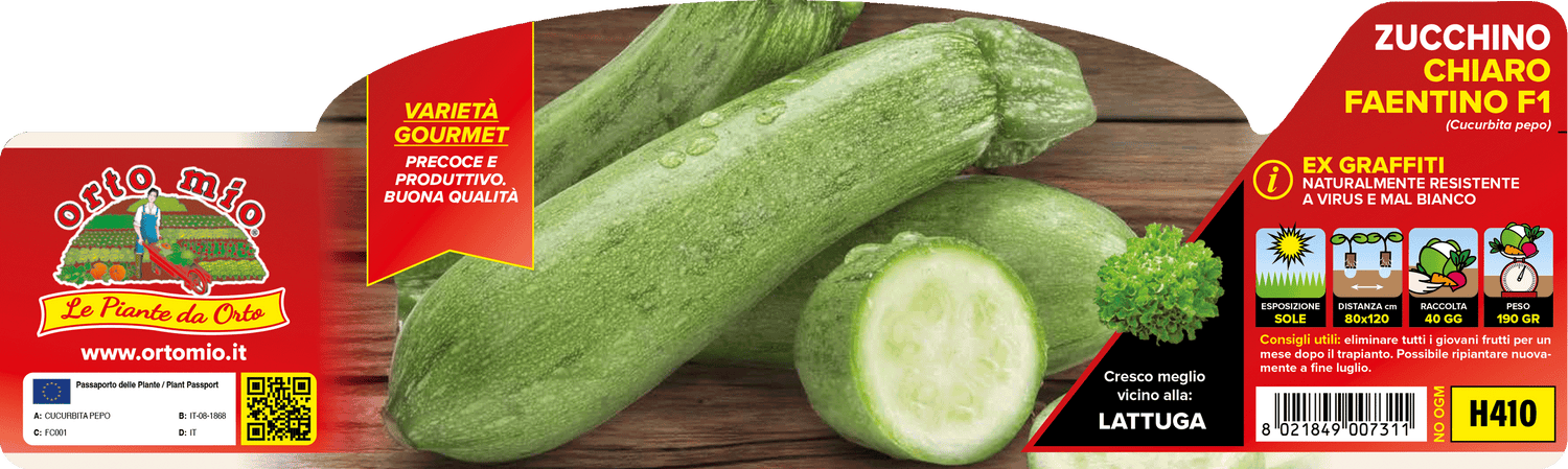 Pianta Zucchino Chiaro Faentino var. Accept F1 (ex Graffiti) - Orto Mio