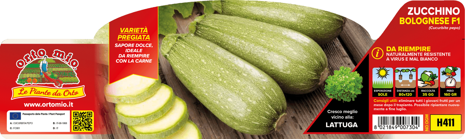 Pianta Zucchino Bolognese var. Dozza F1 - Orto Mio