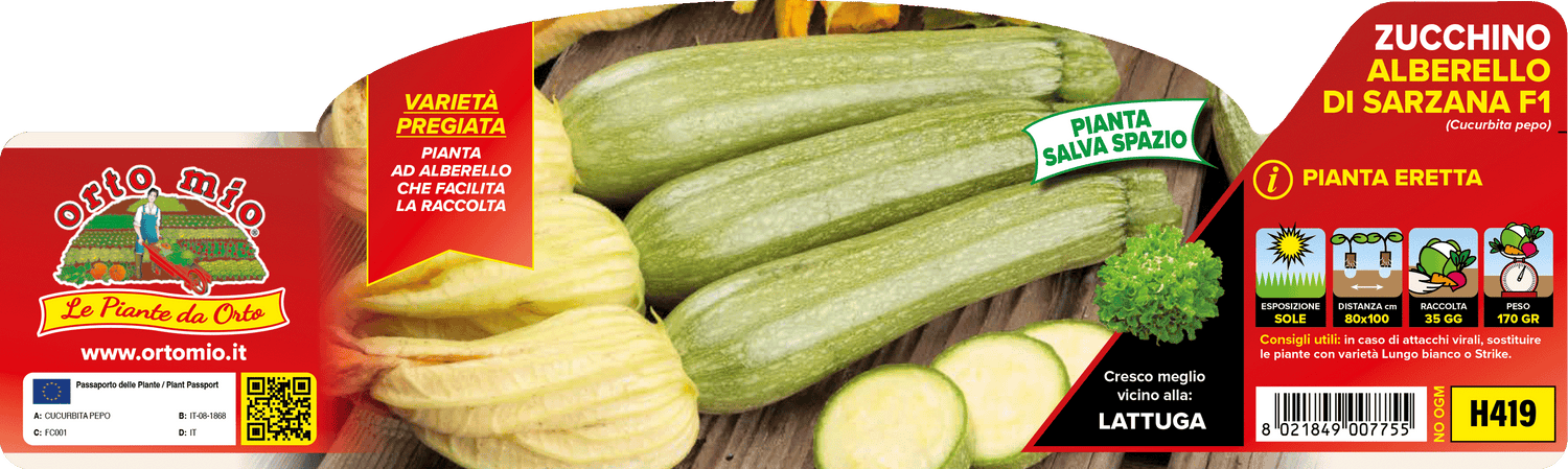 Pianta Zucchino Alberello di Sarzana var. Levante F1 - Orto Mio