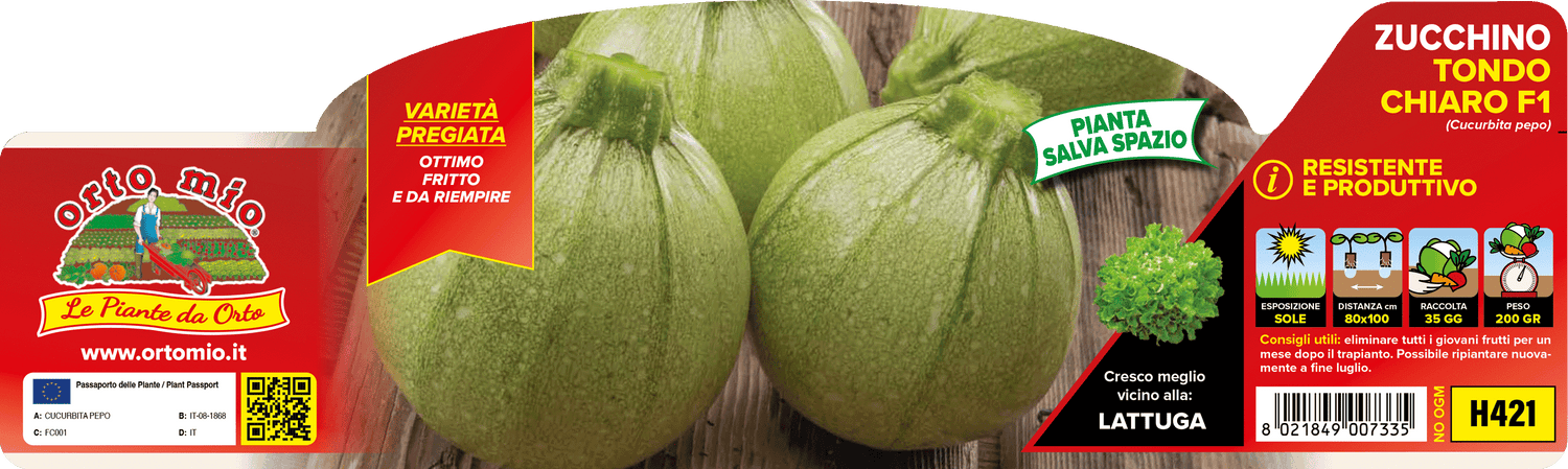 Zucchino tondo chiaro var. galilèe F1