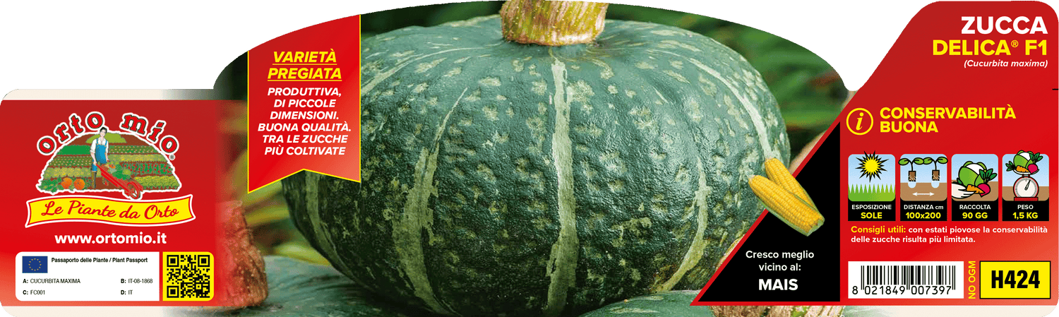 Pianta Zucca Tonda var. Delica F1 - Orto Mio