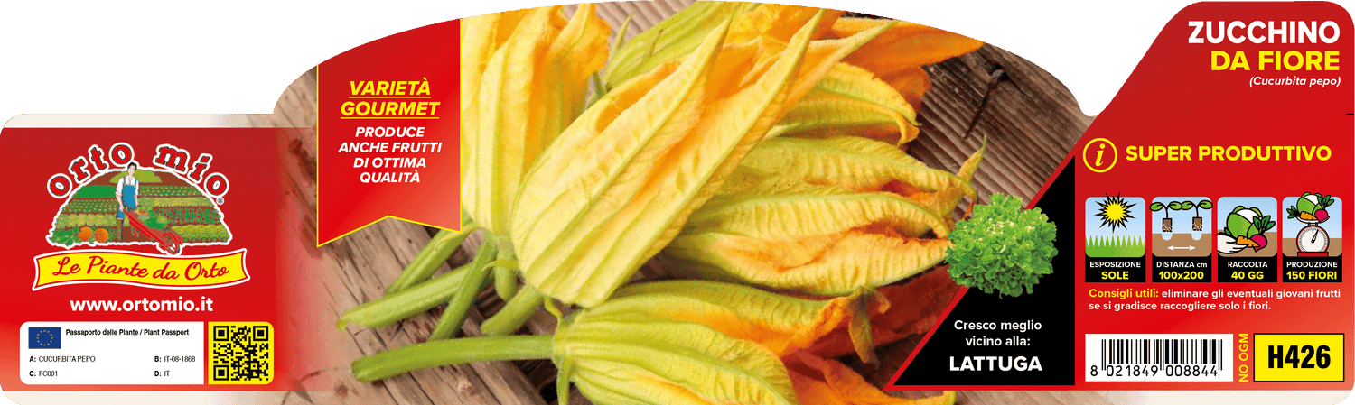 Zucchino da Fiore var. Striato d'Italia F1