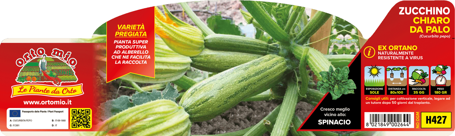 Pianta Zucchino Chiaro da Palo var. Joker F1 (ex Ortano-Stratos) - Orto Mio