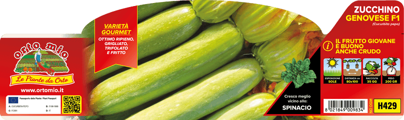 Pianta di zucchino chiaro genovese in 4 piante in pack – Orto Mio Forlì