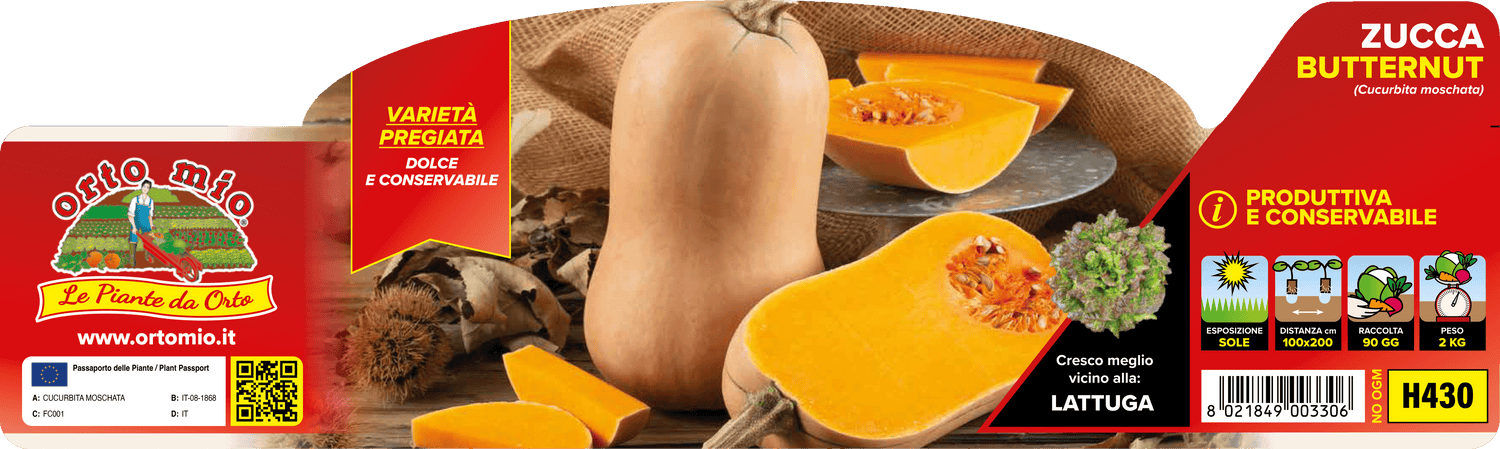 Pianta Mini Butternut F1 - Orto Mio