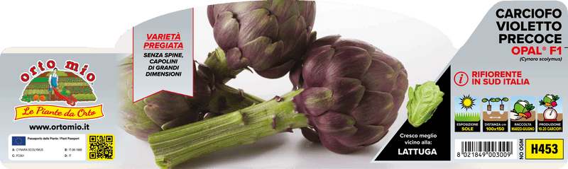 Pianta di carciofo violetto precoce opal® f1 novità in 4 piante in pack – Orto Mio Forlì