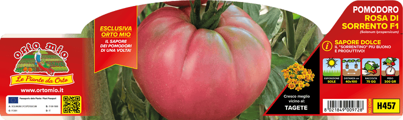 Pianta di rosa di sorrento var. costiera f1 in 6 piante in pack – Orto Mio Forlì