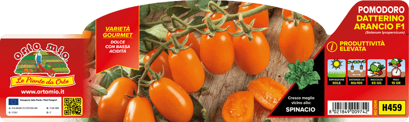 Pianta di datterino arancio var. orange sunset f1 in 6 piante in pack – Orto Mio Forlì