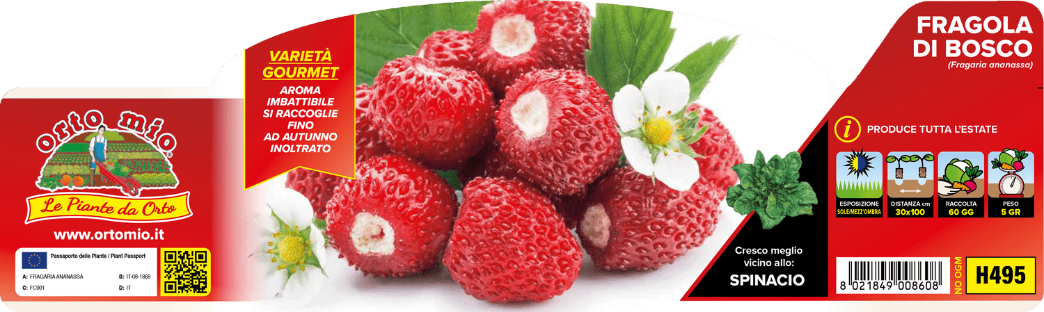 Pianta Fragola Di bosco var. Regina delle Valli - Orto Mio