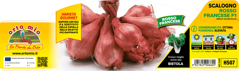 Pianta di scalogno rosso francese var. conservor f1 in 12 piante in pack – Orto Mio Forlì