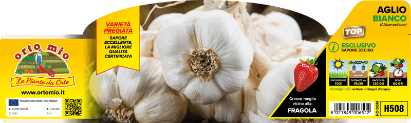 Pianta di aglio bianco var. garcua top in 6 piante in pack – Orto Mio Forlì