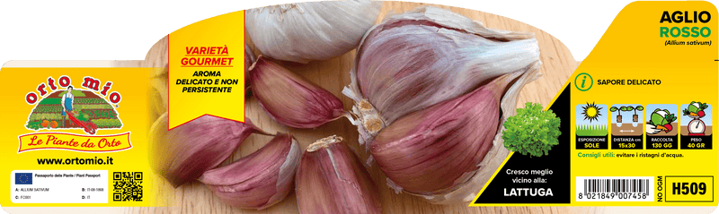 Pianta di aglio rosso  var. gardos in 6 piante in pack – Orto Mio Forlì