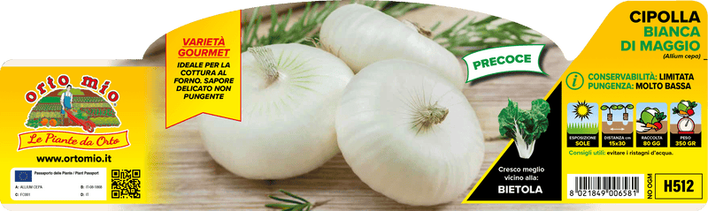 Pianta di bianca di maggio in 12 piante in pack – Orto Mio Forlì
