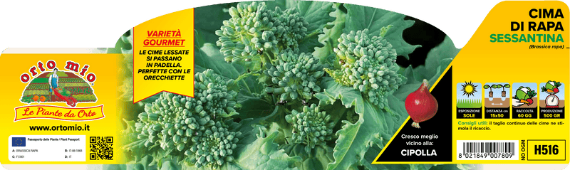 Pianta di cima di rapa sessantina in 12 piante in pack – Orto Mio Forlì