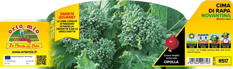 Pianta di cima di rapa novantina in 12 piante in pack – Orto Mio Forlì