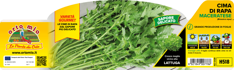 Pianta di cima di rapa maceratese in 12 piante in pack – Orto Mio Forlì