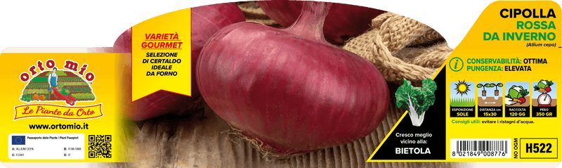 Pianta di rossa da inverno in 12 piante in pack – Orto Mio Forlì