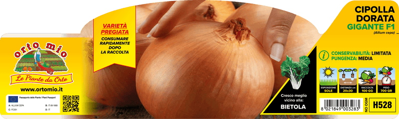 Pianta di dorata gigante f1 novita' in 12 piante in pack – Orto Mio Forlì