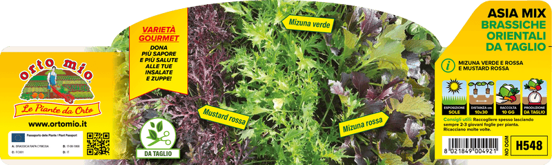 Pianta di asia mix brassiche orientali da taglio (mizuna verde e mustard streak e frill) in 9 piante in cubetto – Orto Mio Forlì