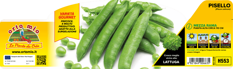 Pianta di pisello mezza rama in 12 piante in pack – Orto Mio Forlì