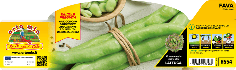 Pianta di fava superaguadulce in 12 piante in pack – Orto Mio Forlì