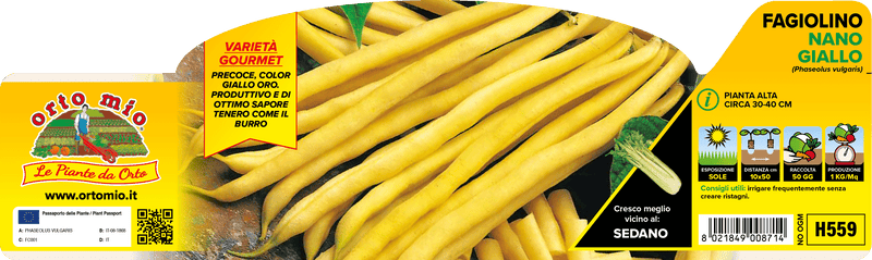 Pianta di fagiolino nano giallo in 12/24 piante in pack – Orto Mio Forlì