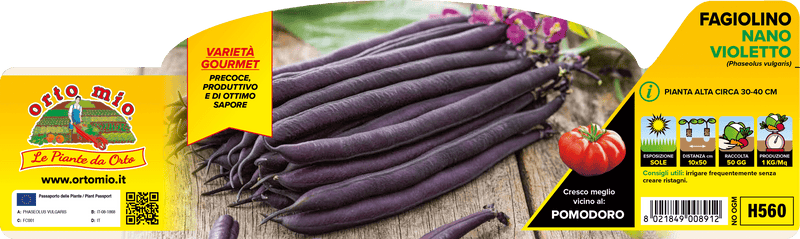 Pianta di fagiolino nano viola in 12/24 piante in pack – Orto Mio Forlì