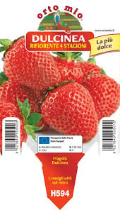 Fragola Rifiorente var. Dulcinea - Pianta Pronta Trapianto