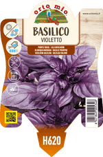 Pianta di violetto var. red rubin in 1 pianta in vaso 10 – Orto Mio Forlì